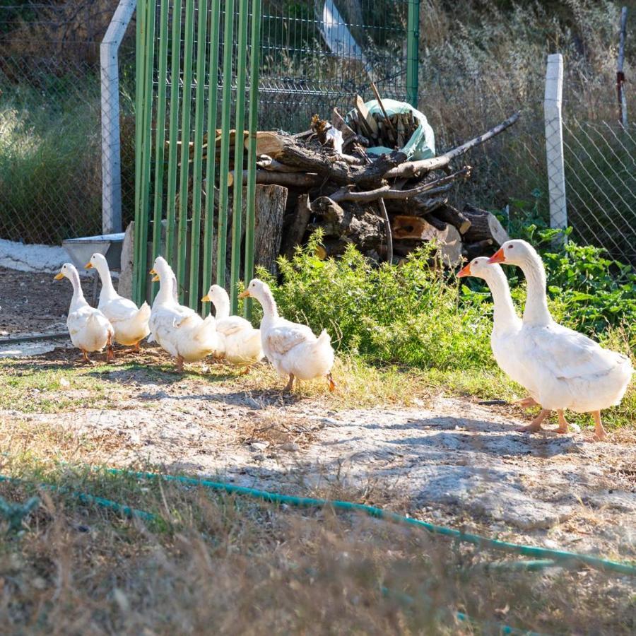 Gaia Kozbeyli Hotel Foça Bagian luar foto